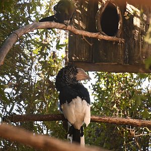 Black-and-white-casqued Hornbill