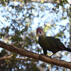 Red-crested Turaco