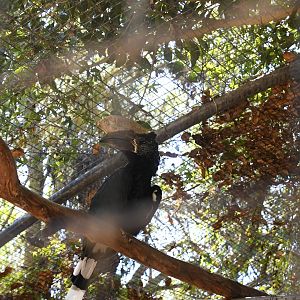 Silvery-cheeked Hornbill