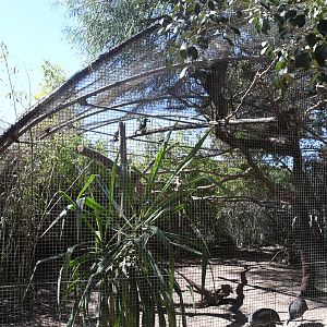 Aviary (Trumpeter Hornbill and Vulturine Guineafowl)