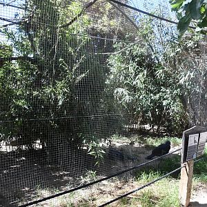 Aviary (Victoria Crowned Pigeon, Pied Imperial Pigeon)