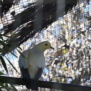 Pied Imperial Pigeon