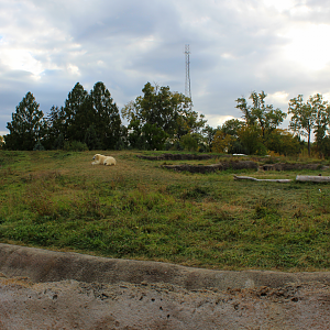 Polar Bear Exhibit #1 (Tundra Habitat) - Arctic Ring of Life