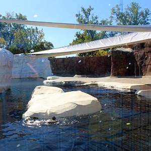 Sea Otter Exhibit - Arctic Ring of Life