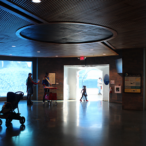 Polar Bear & Sea Otter Underwater Viewing  - Arctic Ring of Life