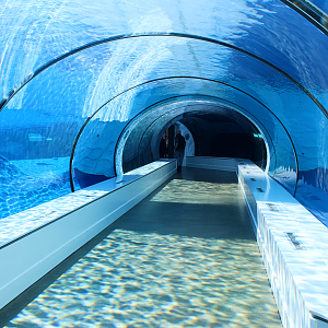 Polar Bear Underwater Tunnel - Arctic Ring of Life