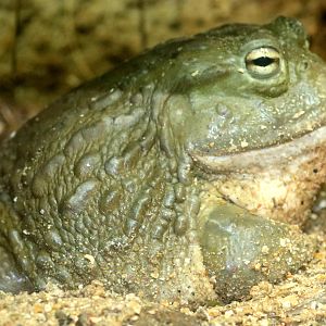 African bullfrog; London Zoo; 11th October 2022