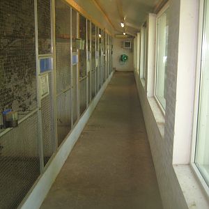 Dyrenes Verden - "Monkey hallway"