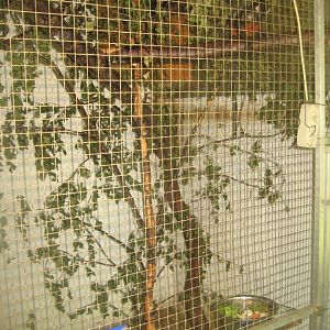 Dyrenes Verden - "Monkey hallway" - White-lipped tamarin exhibit