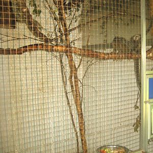 Dyrenes Verden - "Monkey hallway" - Common marmoset exhibit