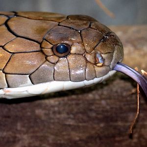 King cobra; London Zoo; 11th October 2022