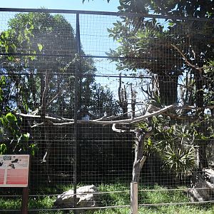 Aviary (Wrinkled Hornbill)