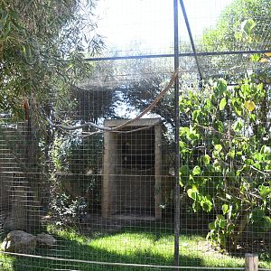 Aviary (Wrinkled Hornbill)