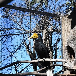 Wrinkled Hornbill (female)