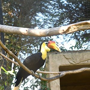 Wrinkled Hornbill (male)