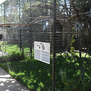 Aviary (Papuan Hornbill)