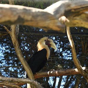Papuan Hornbill