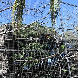 Aviary (Rhinoceros Hornbill)