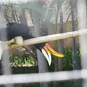 Rhinoceros Hornbill