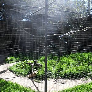 Aviary (Rufous Hornbill and Reeves' Pheasant)