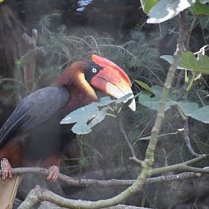 Rufous Hornbill
