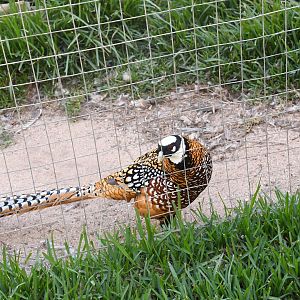 Reeves' Pheasant