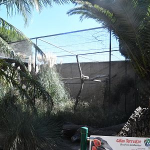 Aviary (Southern Ground Hornbill)
