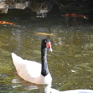 Black-necked Swan