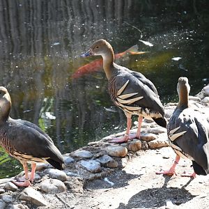Plumed Whistling Ducks
