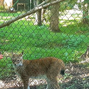 Eurasian lynx female.