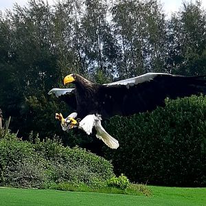 Stellers sea eagle.
