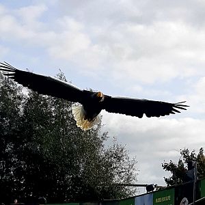 Stellers sea eagle in free flight.