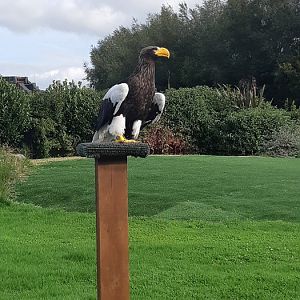 Stellers sea eagle male.