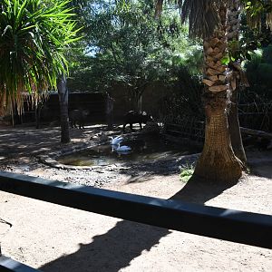 Paddock for Lowland Tapirs and Coscorobas