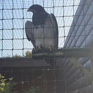Chilean blue eagle.