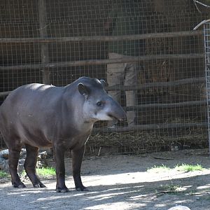 Lowland Tapir