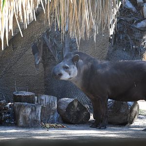 Lowland Tapir