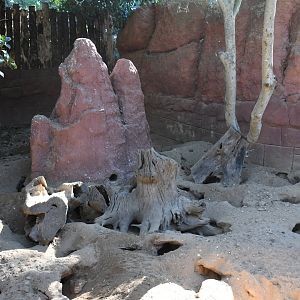 Meerkats exhibit
