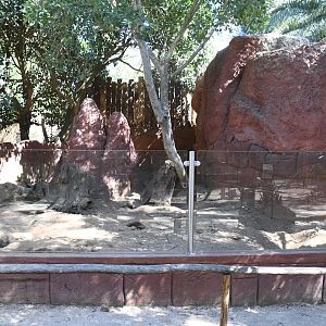 Meerkats exhibit