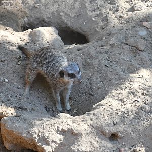 Meerkat
