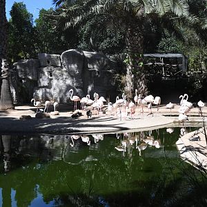 Aviary for Flamingos, Waterfowl, and Wading Birds