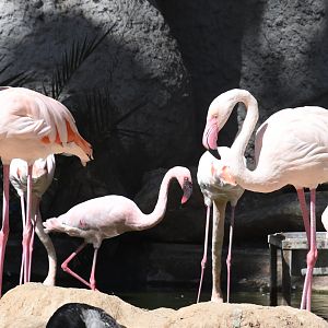 Greater and Lesser Flamingos