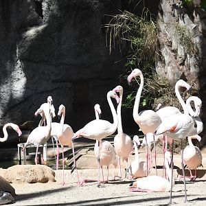 Greater Flamingos, Barnacle Goose, and Red-breasted Goose