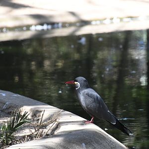 Inca Tern
