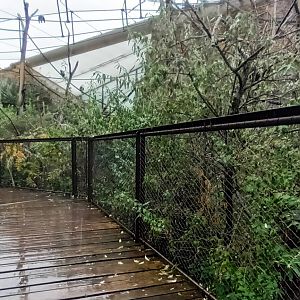 Lewa Savannah Inside the walkthrough African grey Parrot Aviary