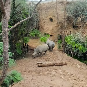 Lewa Savannah Southern white Rhino indoor Enclosure