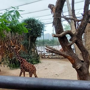 Lewa Savannah Reticulated Giraffe indoor Enclosure