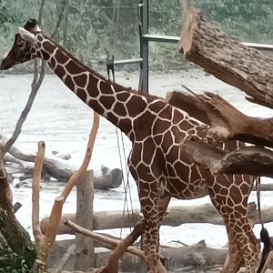 Lewa Savannah Reticulated Giraffe