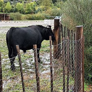 Lewa Savannah Dahomey dwarf Cattle