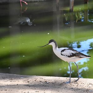 Pied Avocet